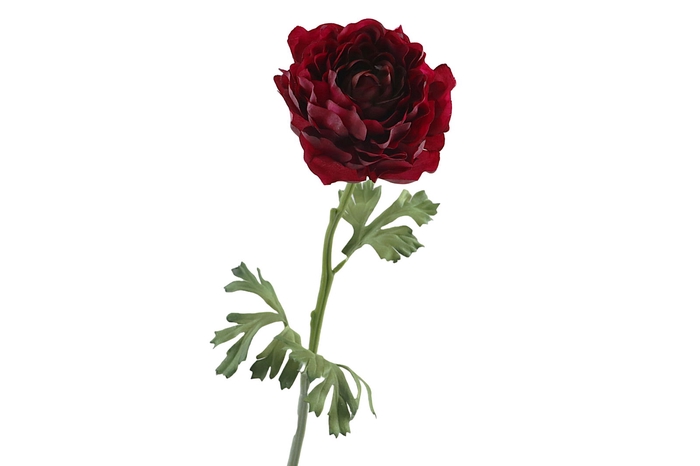 <h4>Ranunculus Fuchsia</h4>