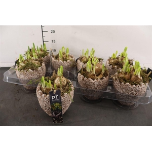 * Arr Ptnp4471 Beton Ei Grijs & Narcis Tete A Tete