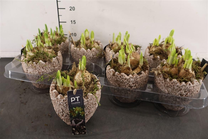 <h4>* Arr Ptnp4471 Beton Ei Grijs & Narcis Tete A Tete</h4>