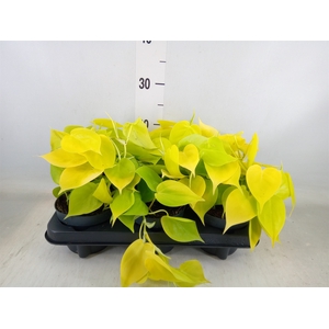Philodendron scand. 'Lemon Lime'