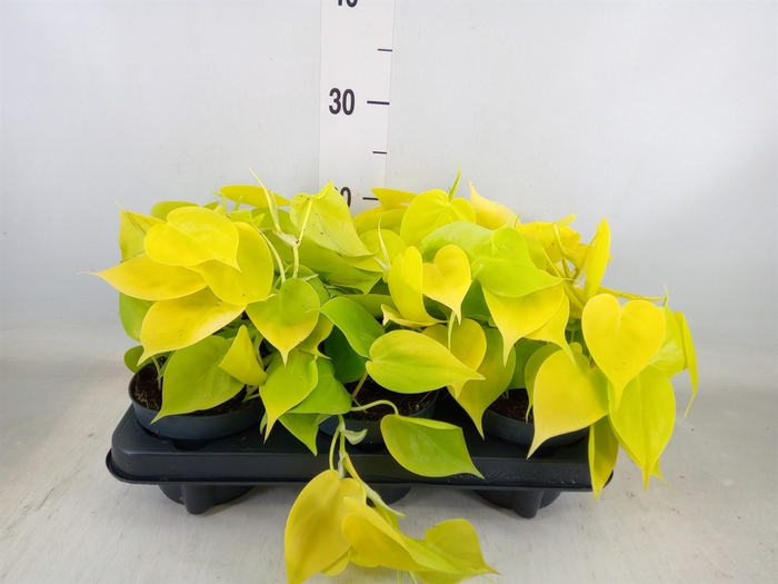 <h4>Philodendron scand. 'Lemon Lime'</h4>