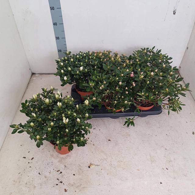 <h4>RHODO SI GEM</h4>