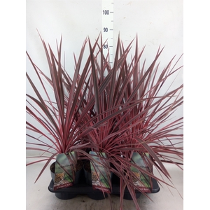 Cordyline   ...mix