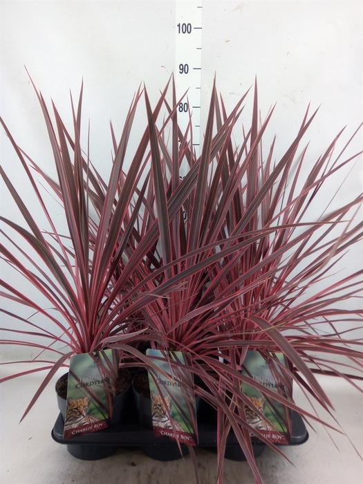 <h4>Cordyline   ...mix</h4>
