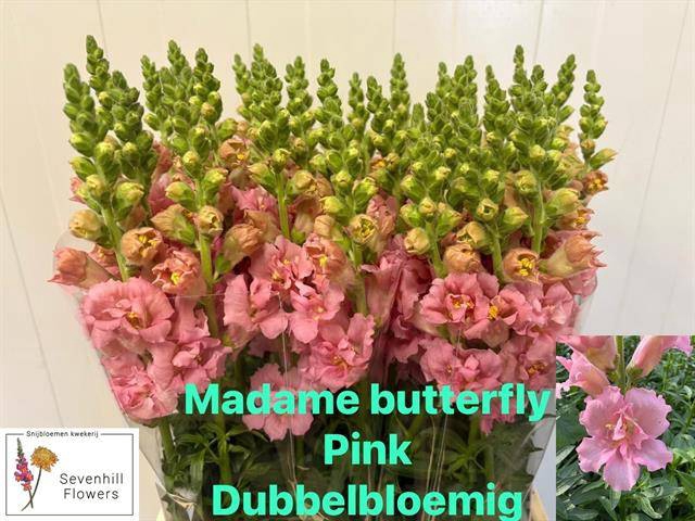 <h4>ANTIR DU MADAM BUTTERFL PINK</h4>