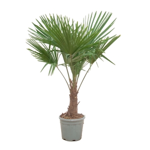 Trachycarpus Fortunei - 160cm