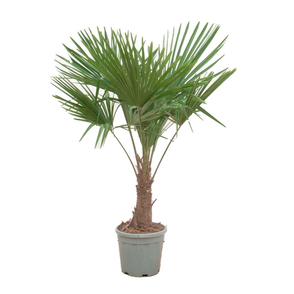 <h4>Trachycarpus Fortunei - 160cm</h4>