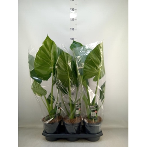 Alocasia macrorrhizos