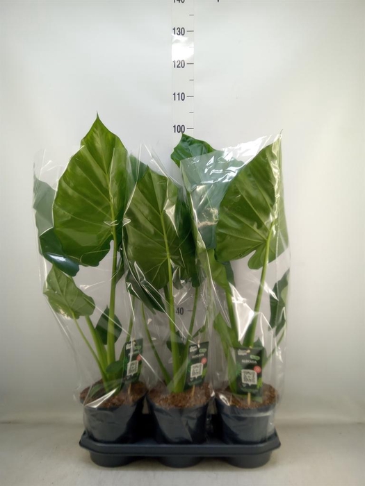 <h4>Alocasia macrorrhizos</h4>
