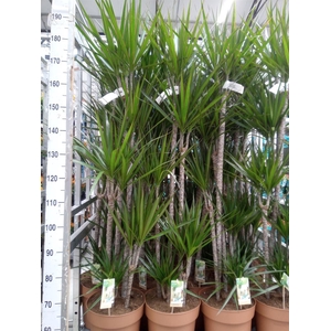 Dracaena marg.