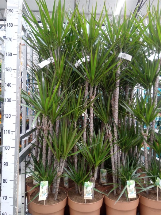 <h4>Dracaena marg.</h4>
