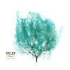 Dried Bleached Coral Leaf Light Blue