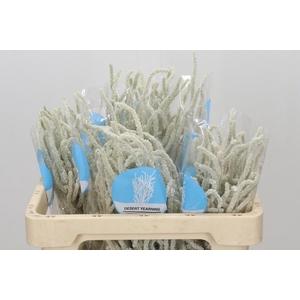 Amaranthus Yearming Desert