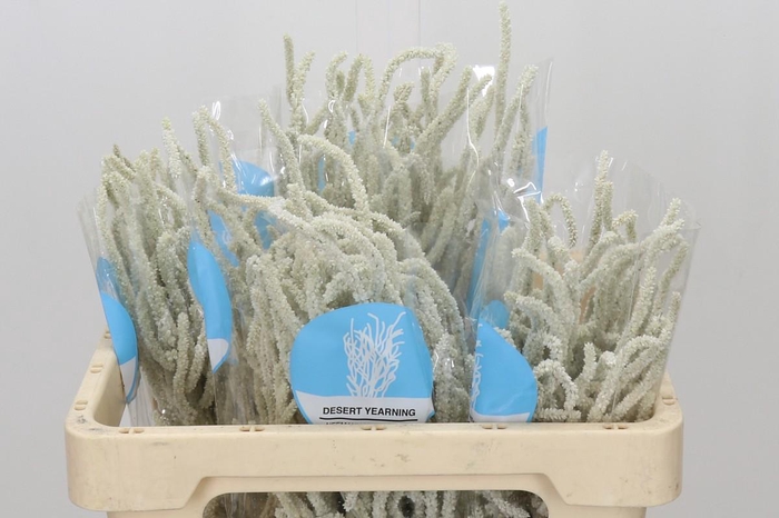 <h4>Amaranthus Yearming Desert</h4>