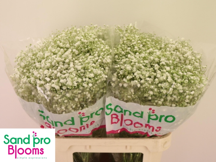 <h4>GYPS PA XLENCE</h4>