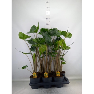 Alocasia macrorrhizos 'Stingray'