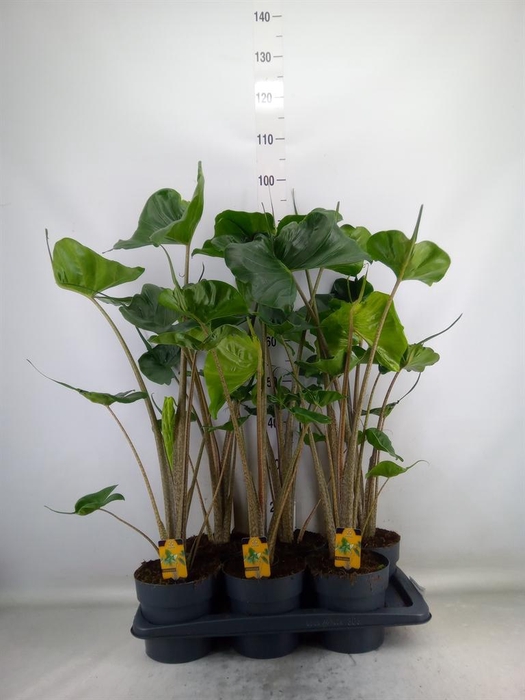 <h4>Alocasia macrorrhizos 'Stingray'</h4>
