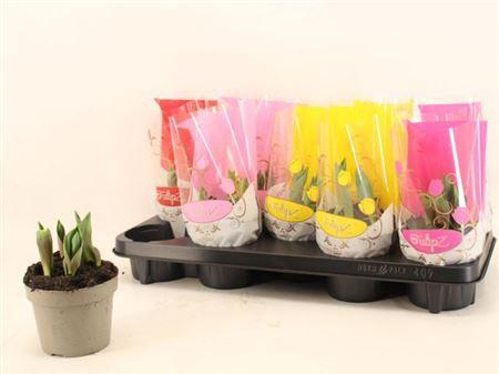 <h4>Tul Gem 4 Kleuren</h4>