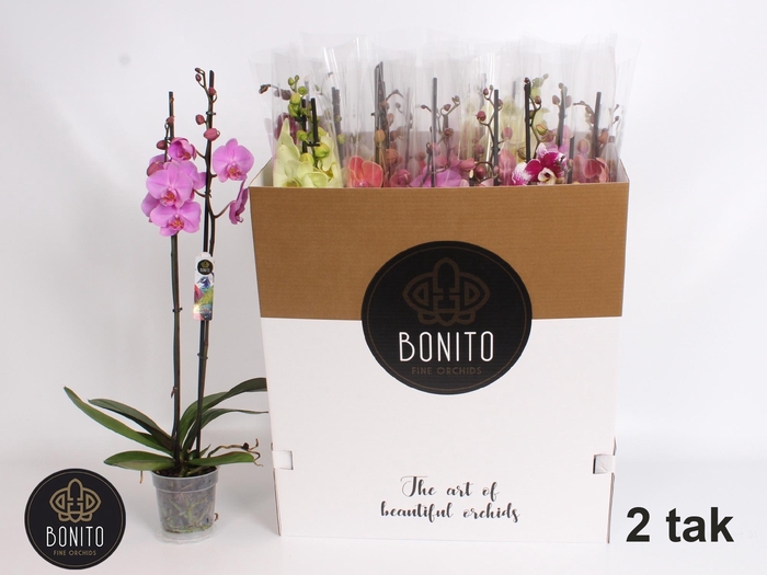 <h4>PHAL GEM 7 KL</h4>