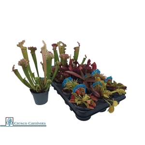 VLEESET PL GEM 6 SRT