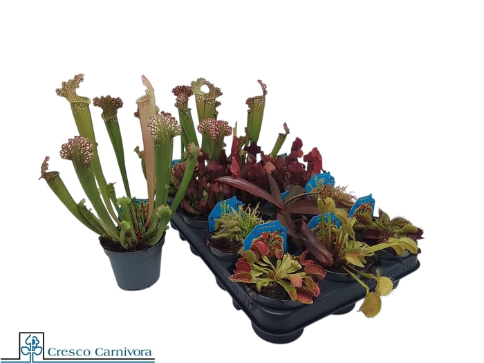 <h4>VLEESET PL GEM 6 SRT</h4>