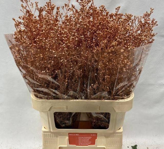 <h4>CHAME OV KLB H%</h4>