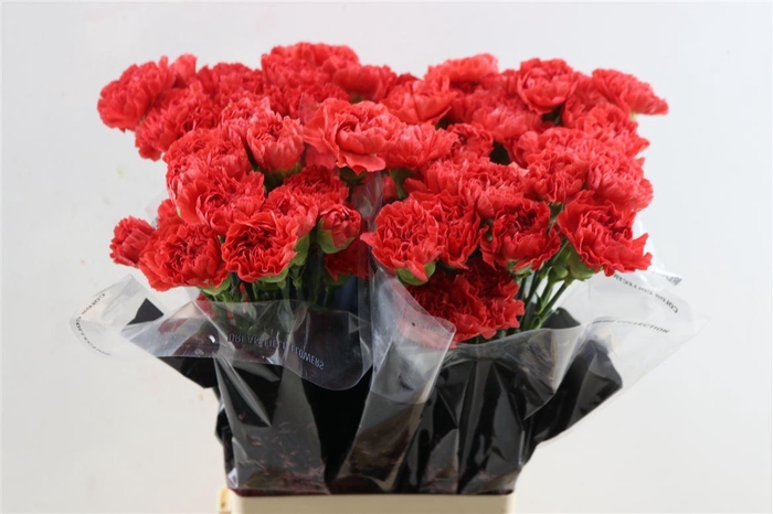 <h4>Di St Caroline</h4>