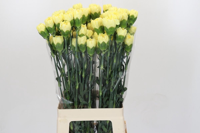 <h4>Dianthus St Ilias</h4>