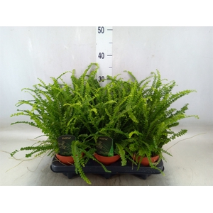 Nephrolepis cord. 'Duffii'