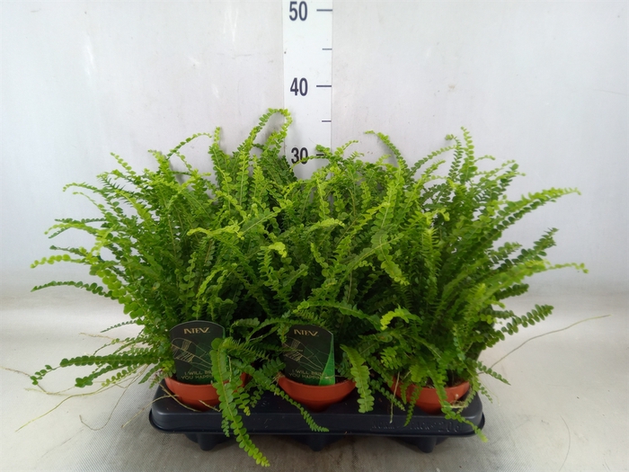 <h4>Nephrolepis cord. 'Duffii'</h4>