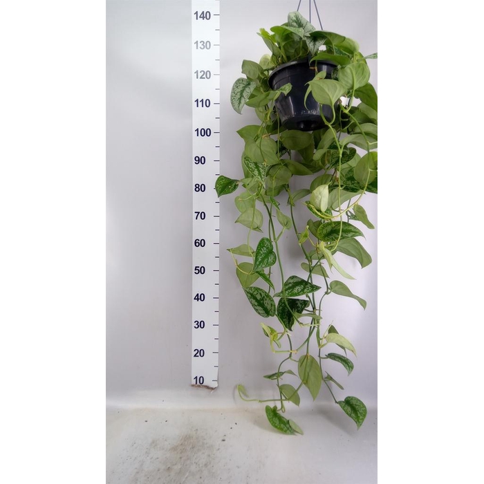 <h4>Scindapsus pictus 'Trebie'</h4>