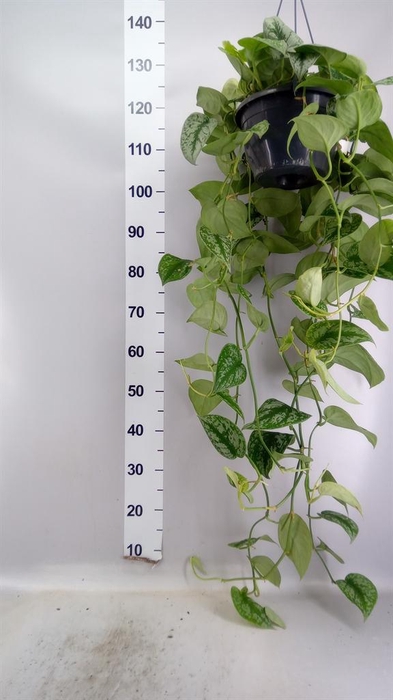 <h4>Scindapsus pictus 'Trebie'</h4>