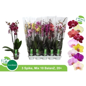 PHAL GEM 10 KL