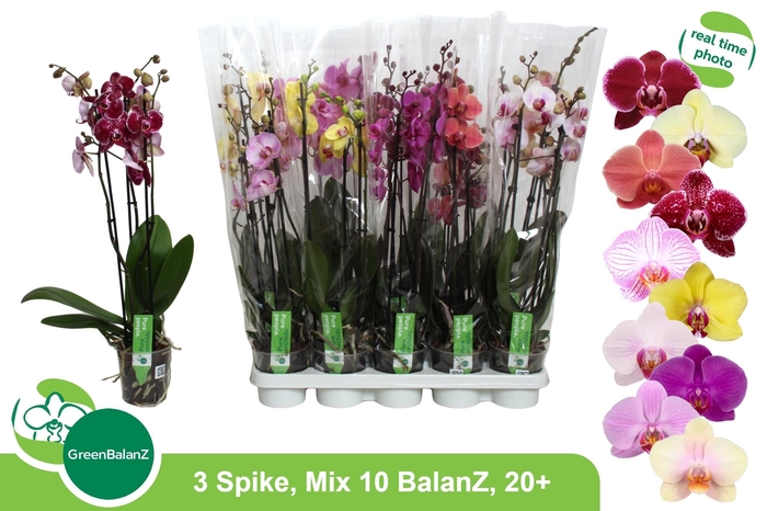 <h4>PHAL GEM 10 KL</h4>