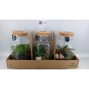 Arr.   Planten H%