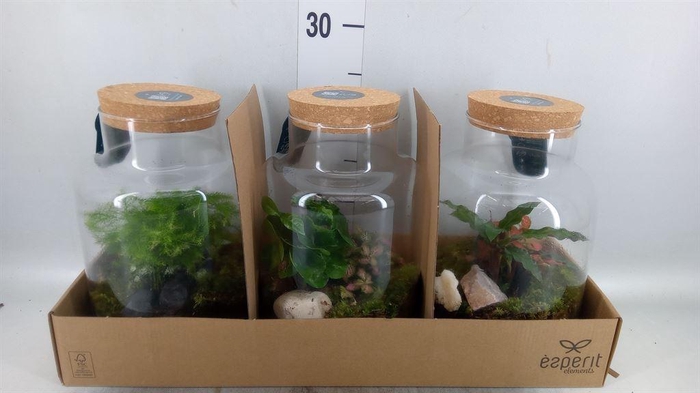 <h4>Arr.   Planten H%</h4>