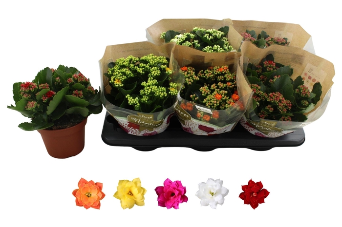 <h4>KAL GE RO GEM 5 KL</h4>