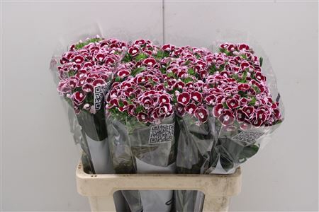 <h4>Dianthus Ba Aldo Capri</h4>