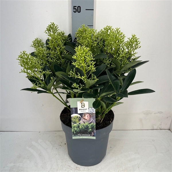 <h4>Skimmia Finchy 10+</h4>