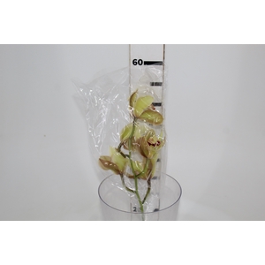 CYMBIDIUM HT 5/9 FLS VERDE