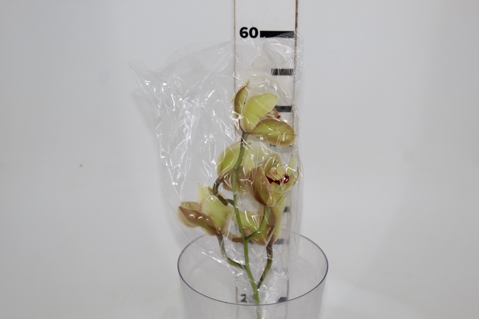 <h4>CYMBIDIUM HT 5/9 FLS VERDE</h4>