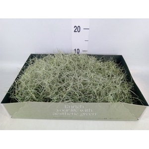 Tillandsia usneoides