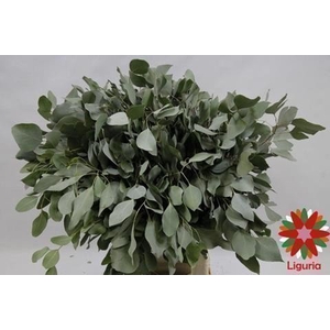 Leaf eucalyptus populus