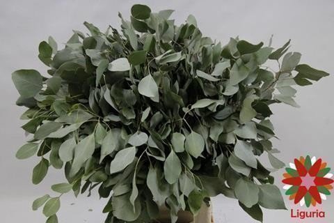 Leaf eucalyptus populus