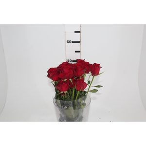 GERBERA ALLIANCE > 10 CM DIAM > 050 CM LARANJA