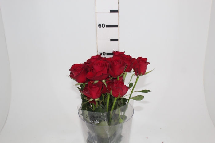 <h4>GERBERA ALLIANCE > 10 CM DIAM > 050 CM LARANJA</h4>