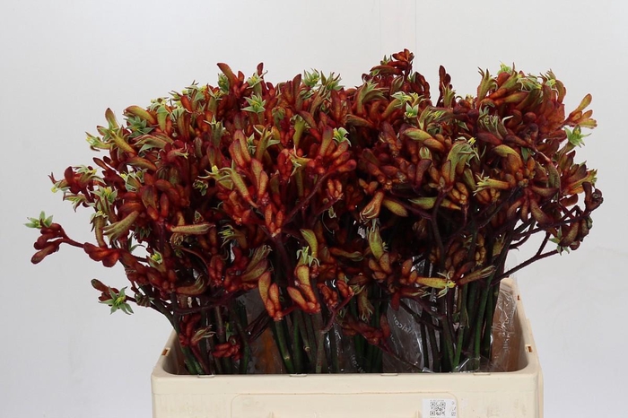 <h4>Anigozanthos Early Spring Indoor</h4>