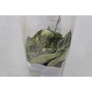 ANTHURIUM CRYSTALLINUM P17