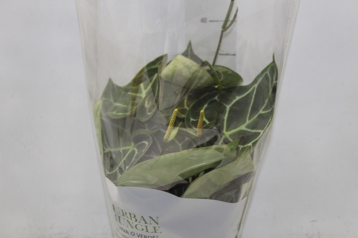 <h4>ANTHURIUM CRYSTALLINUM P17</h4>