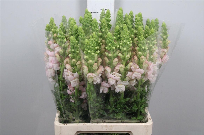 <h4>Antir Poto Early Pink</h4>